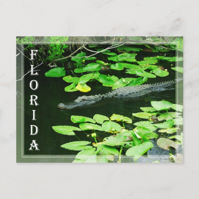 Alligator i Everglades nationalpark, Florida Vykort (Framsida)