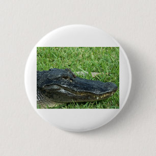 Alligator i gräs knapp