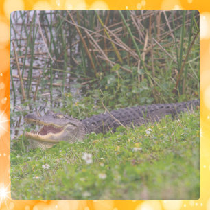 Alligator i gräsmyrlandskapet fotografi stenunderlägg