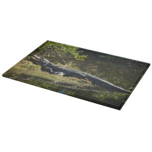 Alligator i Sol