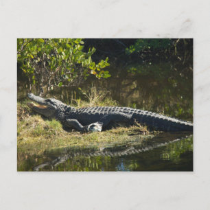 Alligator i Sol Vykort