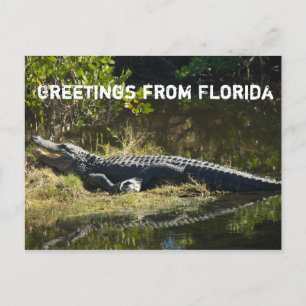 Alligator i solen Anpassa Vykort
