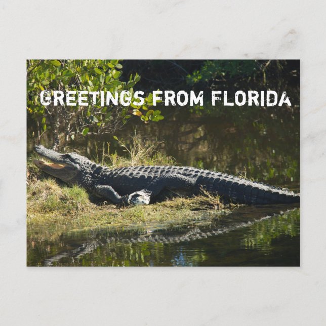Alligator i solen Anpassa Vykort (Framsida)