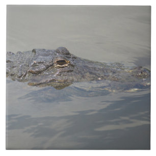 Alligator i väntan kakelplatta