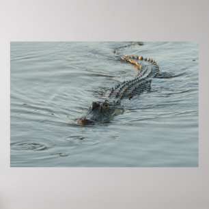 Alligator i vatten poster