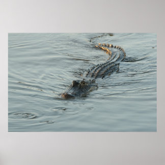 Alligator i Vatten Poster