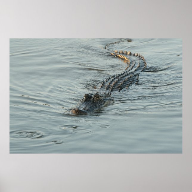 Alligator i Vatten Poster (Framsidan)
