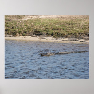 Alligator i Vatten Skriv ut Poster