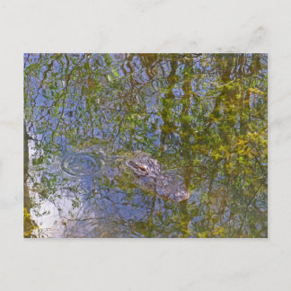 Alligator in Big Cypress National Preserve Florida Vykort