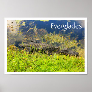 Alligator in Everglades nationalpark, Florida Poster