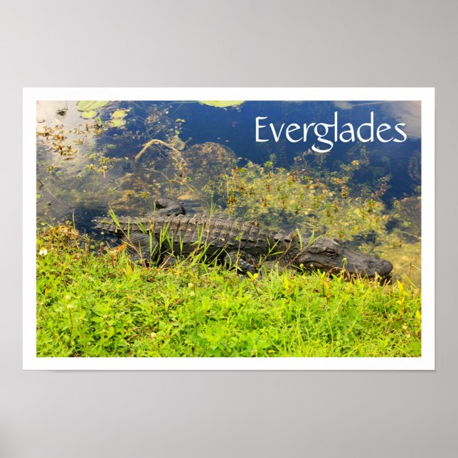 Alligator in Everglades nationalpark, Florida Poster (Framsidan)