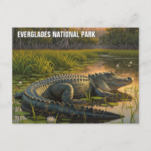 Alligator in Everglades nationalpark Vykort