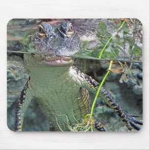 Alligator in Pond Musmatta