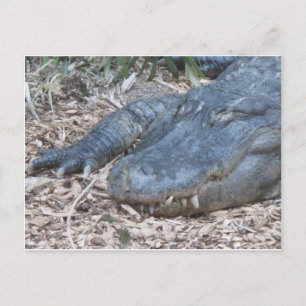 Alligator in the Natural Habitat Vykort