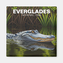 Alligator in Vatten Everglades nationalpark Magnet