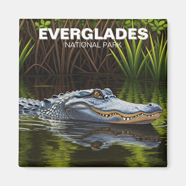 Alligator in Vatten Everglades nationalpark Magnet (Framsidan)
