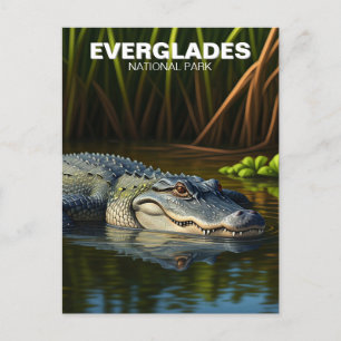 Alligator in vatten Everglades nationalpark Vykort