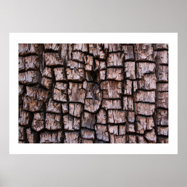 Alligator Juniper Bark Poster (Framsidan)