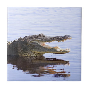 Alligator Kakelplatta