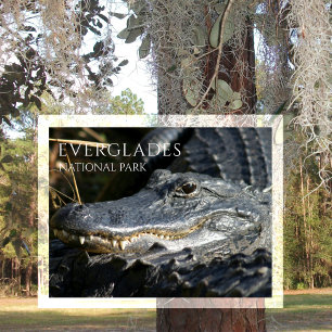 Alligator Leenden från Marsh, Everglades NP Vykort
