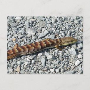 Alligator Lizard Postcard Vykort