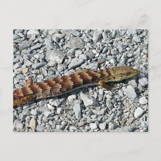 Alligator Lizard Postcard Vykort (Framsida)