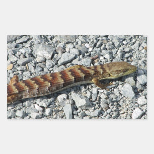 Alligator Lizard Stickers Rektangulärt Klistermärke