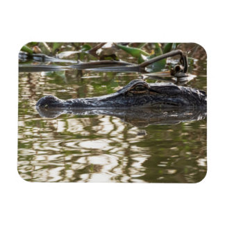 Alligator Lurking in Swamp Vatten Magnet