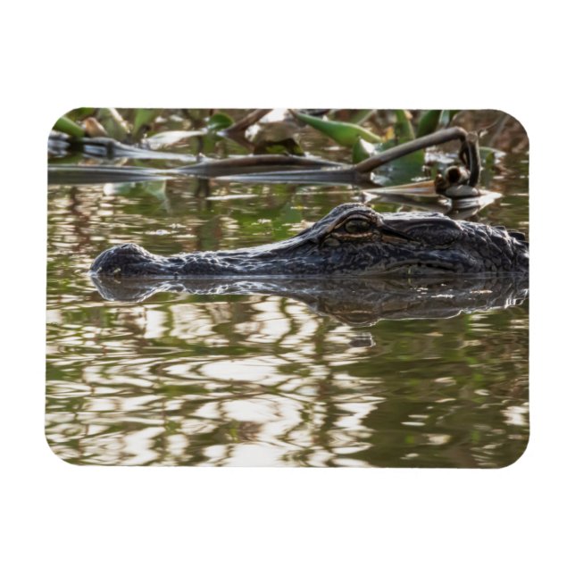 Alligator Lurking in Swamp Vatten Magnet (Horisontell)
