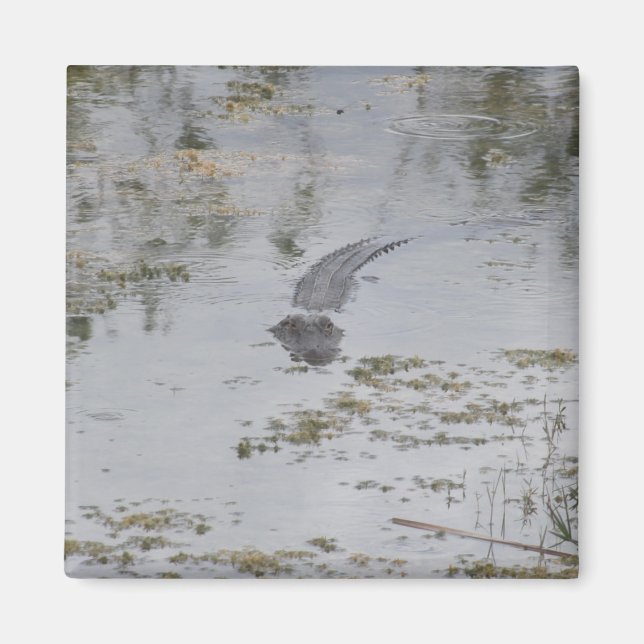 Alligator Magnet (Framsidan)