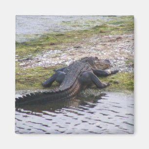 Alligator Magnet