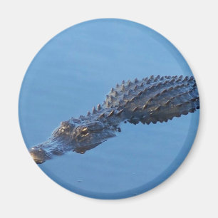 Alligator mig magnet