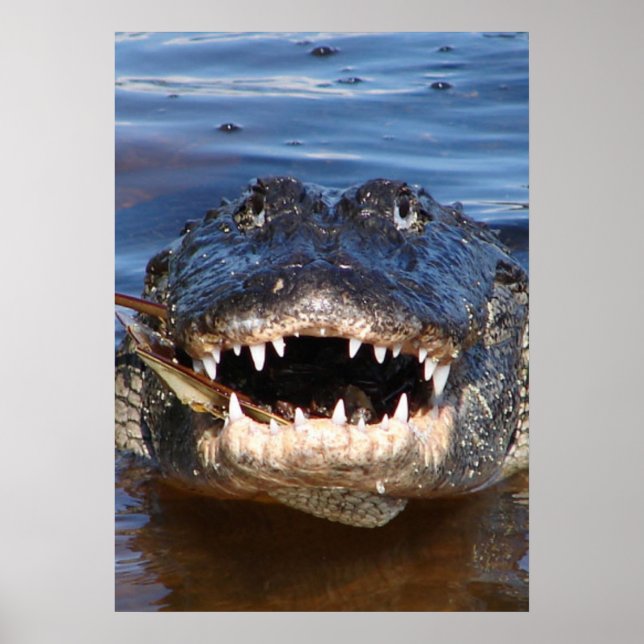 Alligator Mississipiensis Poster (Framsidan)