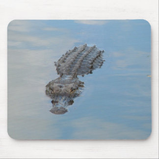 alligator musmatta
