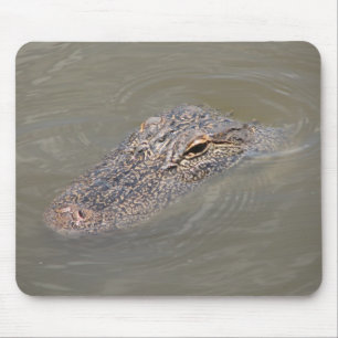 Alligator Musmatta