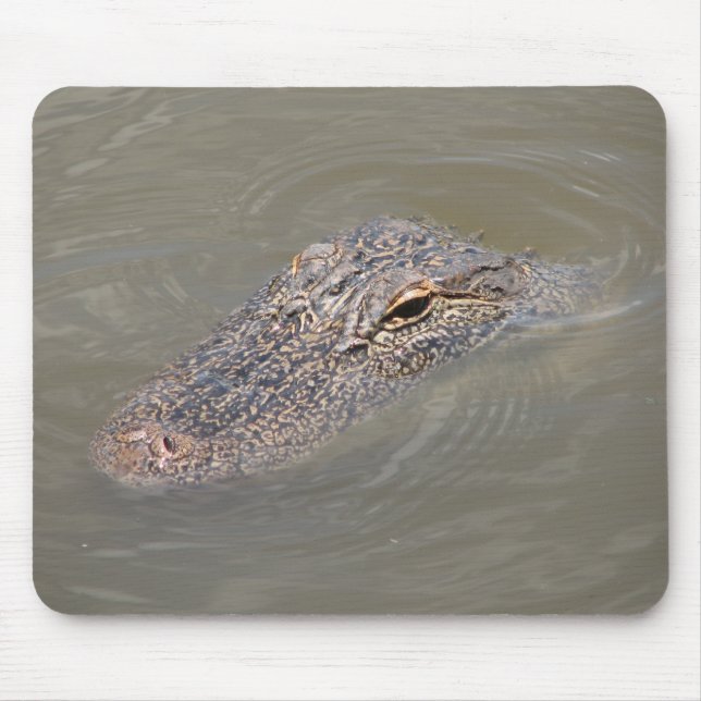 Alligator Musmatta (Framsidan)