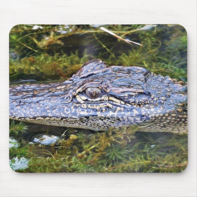 Alligator Musmatta (Framsidan)
