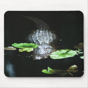 Alligator Musmatta