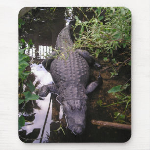Alligator-mussla Musmatta