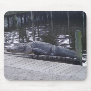 Alligator-mussla Musmatta