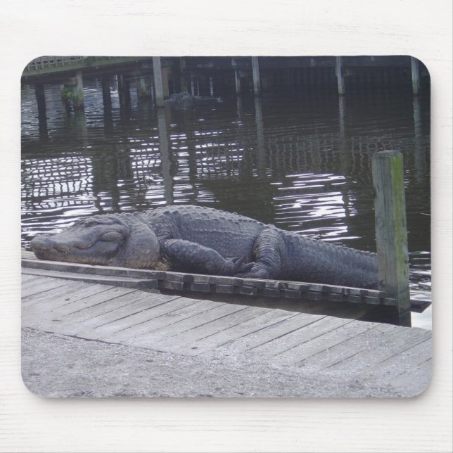 Alligator-mussla Musmatta (Framsidan)