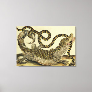 Alligator och orm, 1730 (färgad gravyr) canvastryck