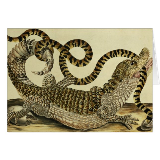 Alligator och orm, 1730 (färgad gravyr) hälsningskort (Framsidan Horizontal)