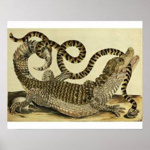 Alligator och orm, 1730 (färgad gravyr) poster