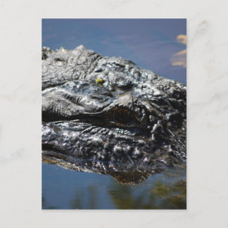 Alligator of North Carolina Vykort