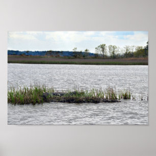 Alligator på Bear Island, South Carolina Poster