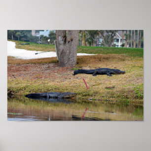 Alligator  på Golf Course Poster