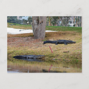 Alligator på Golf Course Vykort