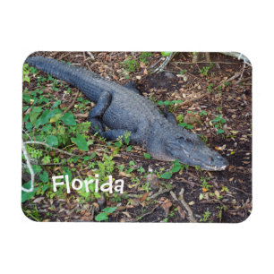 alligator på land magnet