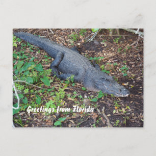alligator på land vykort
